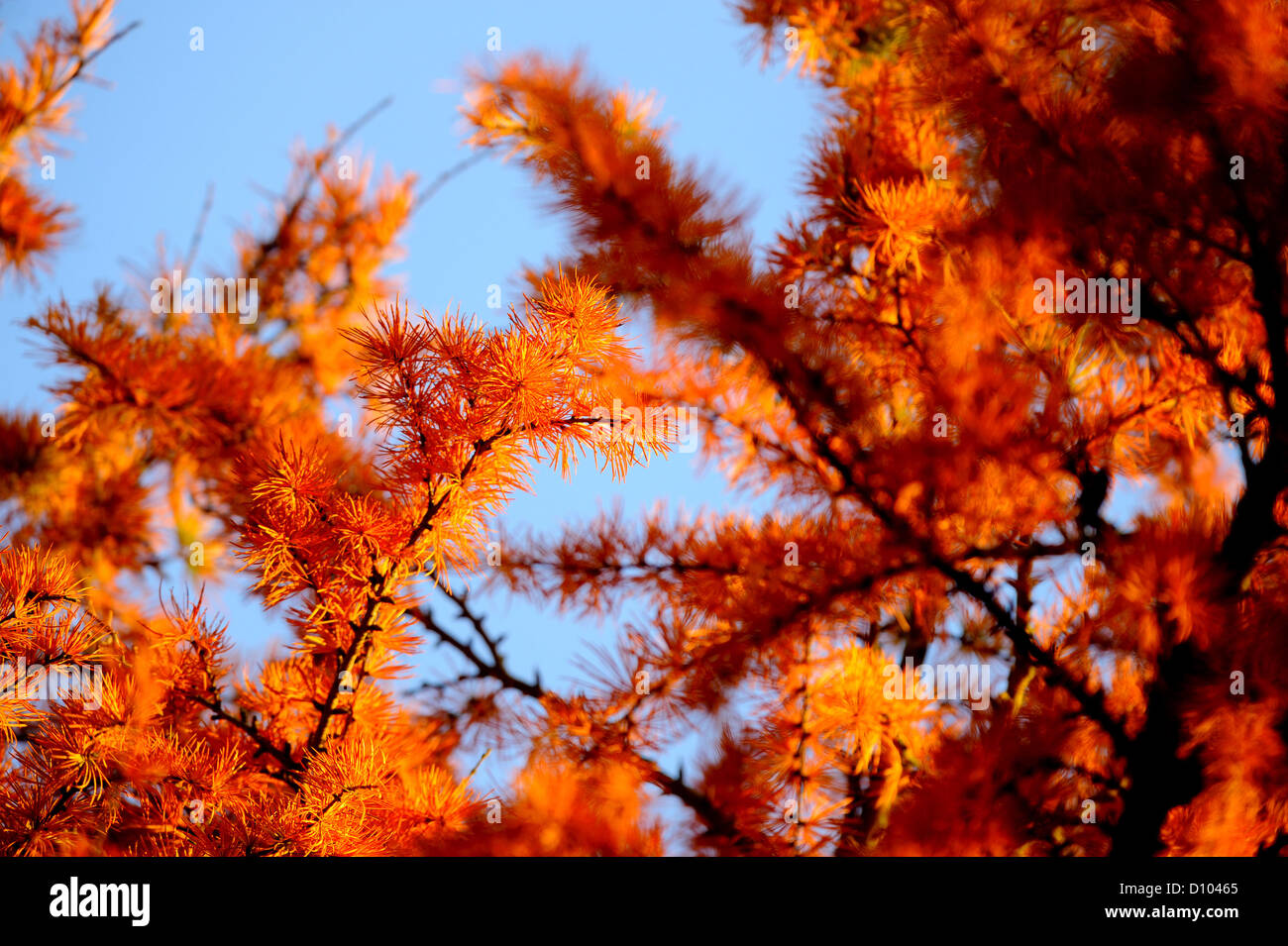 Herbstfarben in den Gärten des RBG Kew Wakehurst Platz in West Sussex UK. Stockfoto