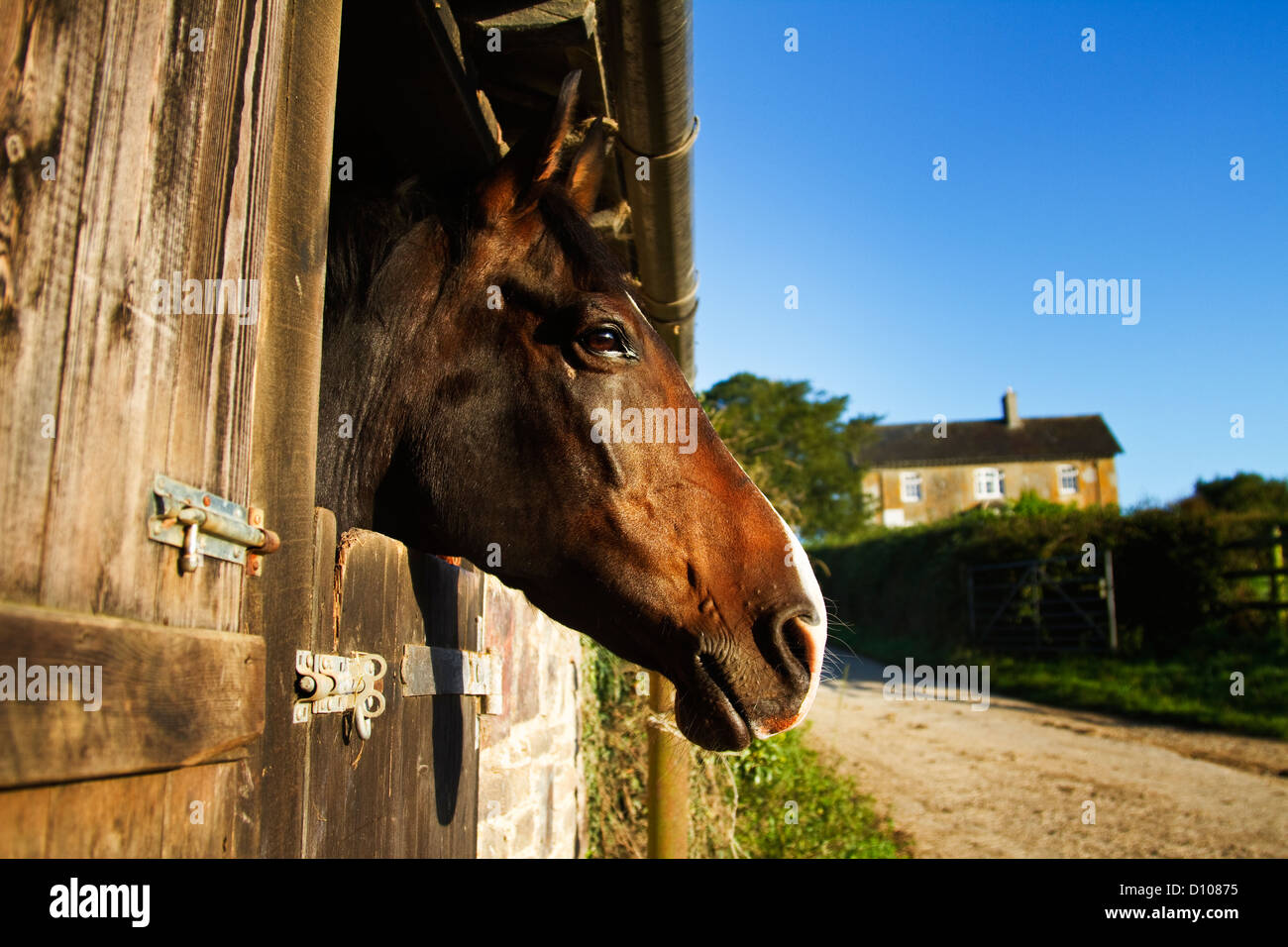 Bucht Pferd Blick über Stalltür vor Bauernhaus, Devon UK Stockfoto