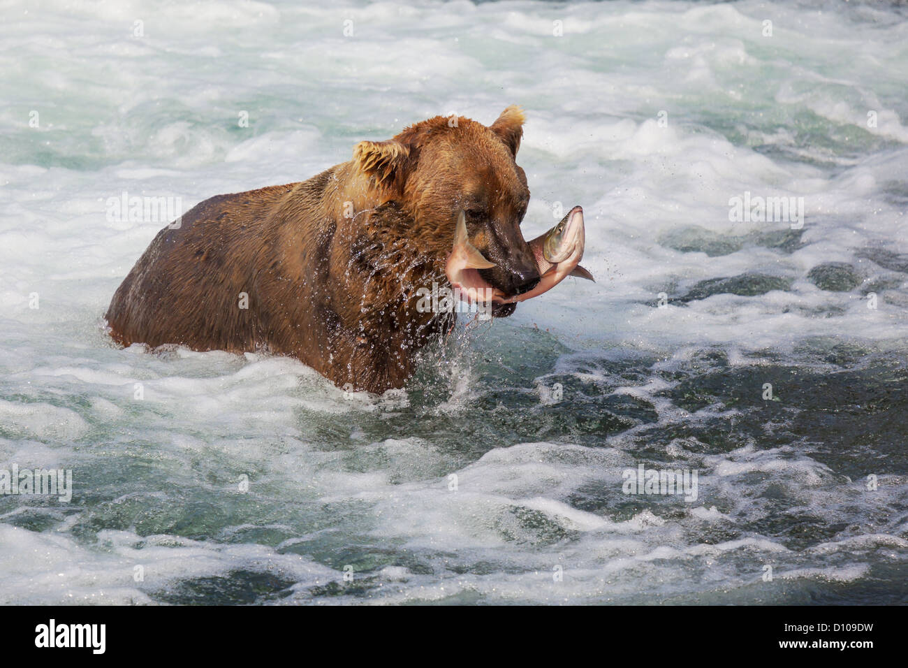 Braunbären auf Alaska Stockfoto