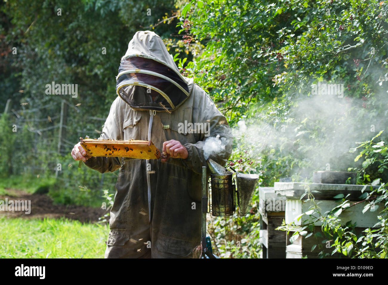 Biene-Keeper Stockfoto