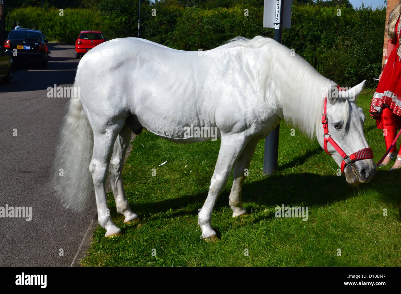 White Horse. Stockfoto
