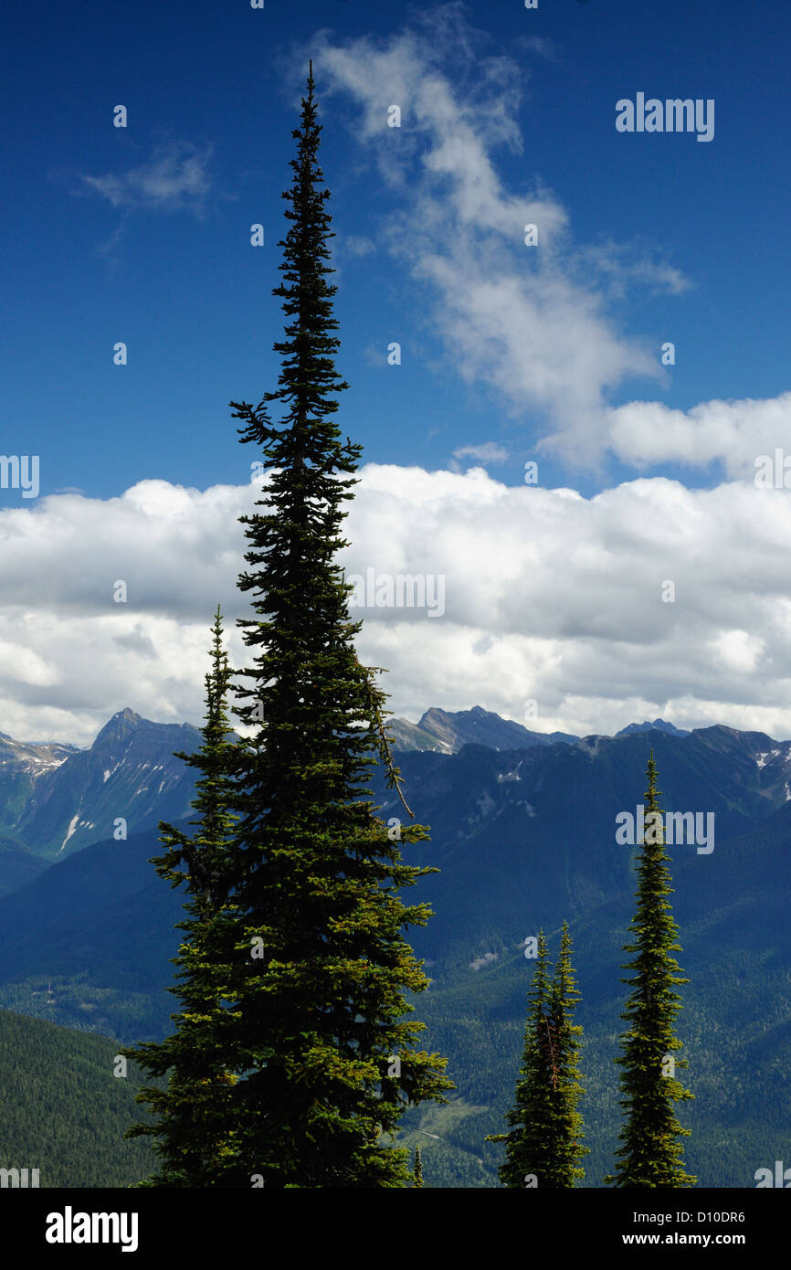 Tannen entlang der Wiesen in der Sky Trail, Mount Revelstoke National Park, Britisch-Kolumbien, Kanada Stockfoto