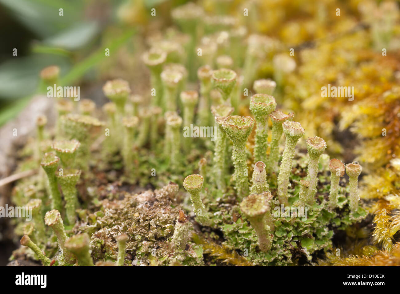 Flechten Fruchtkörper Pixie-Pokalsieger Stockfoto