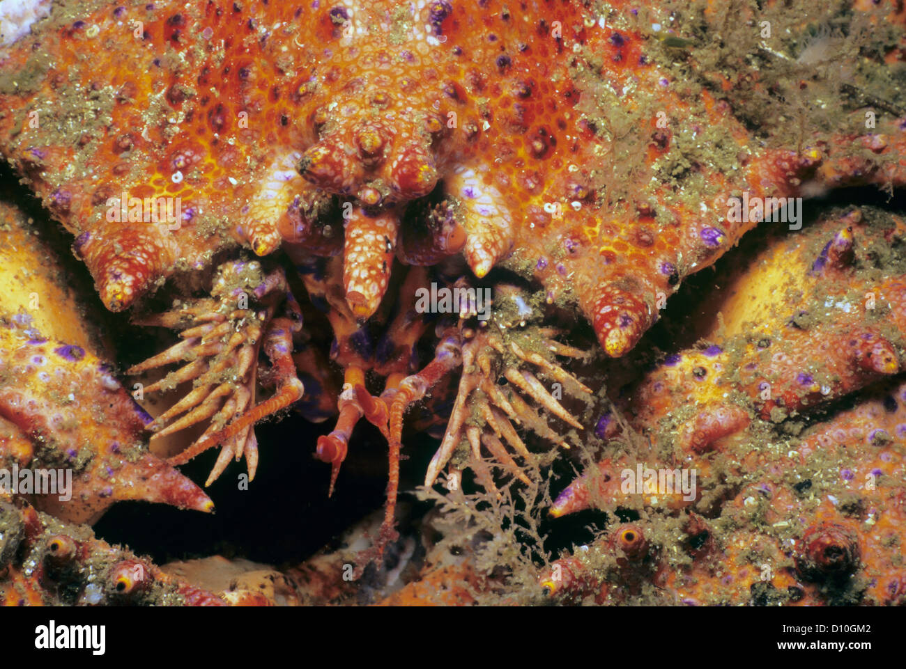 Nahaufnahme des Puget Sound King Crab (Lopholithodes Mandtii). Königin Charlotte Strait, Britisch-Kolumbien, Kanada, Nord-Pazifik Stockfoto