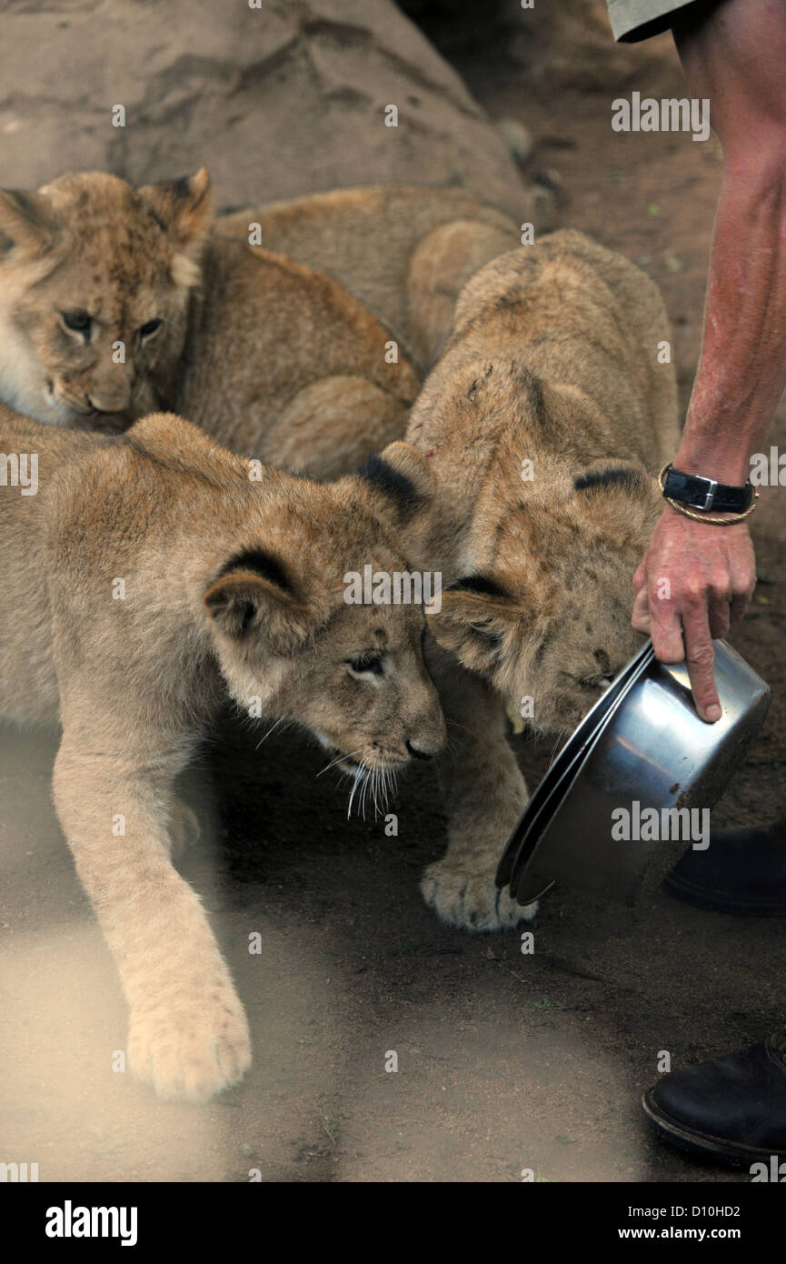 Löwenbabys spielen mit einem Spiel Keeper in Gefangenschaft in Südafrika. Stockfoto