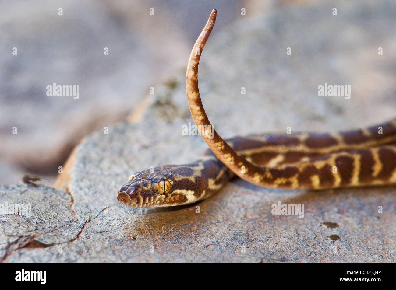Stimsons-Python auf glatten Felsen liegen. Stockfoto