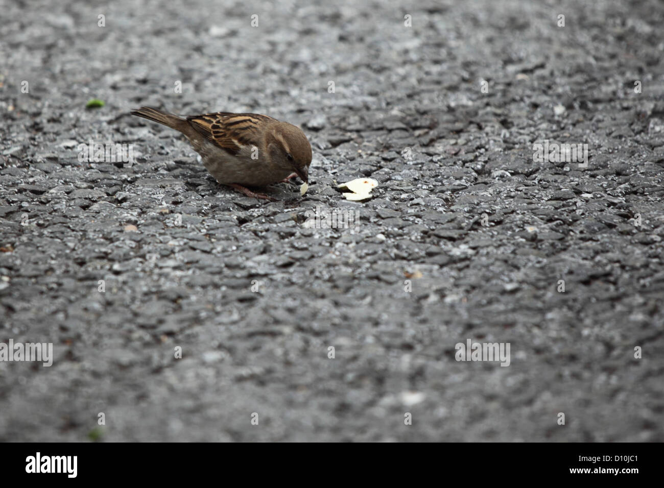 Spatz essen Brot auf Boden Stockfoto