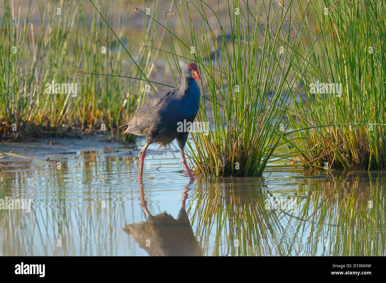 Purpurhuhn, Porphyrio Porphyrio, Purpurhuhn Stockfoto