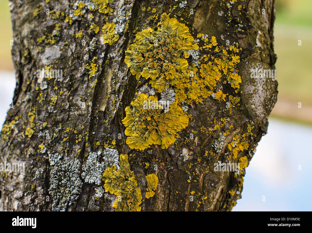 Olive-Baumstamm mit gelber Moos-Pilz. Holz Hintergrund Textur Detail  Stockfotografie - Alamy