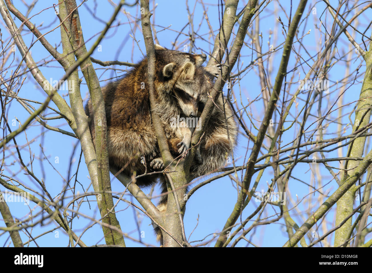 Waschbär, Procyon Lotor, Waschbär Stockfoto