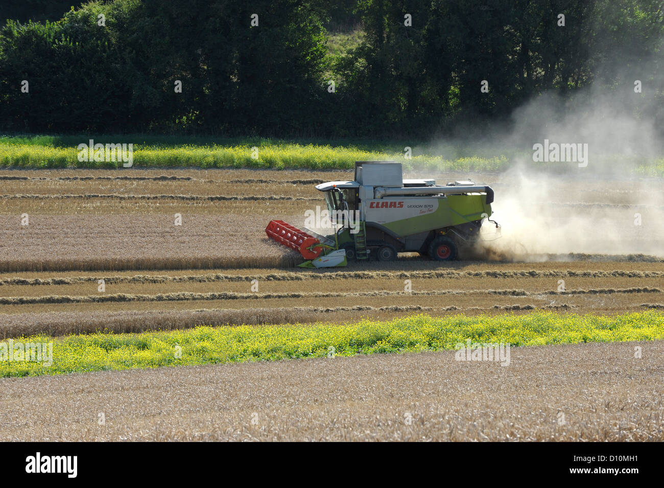 Kombinieren Sie Ernte in Hampshire, England, mit einem CLAAS Lexion 570 Terra-Trac mit V900 Auto Contour Header Stockfoto