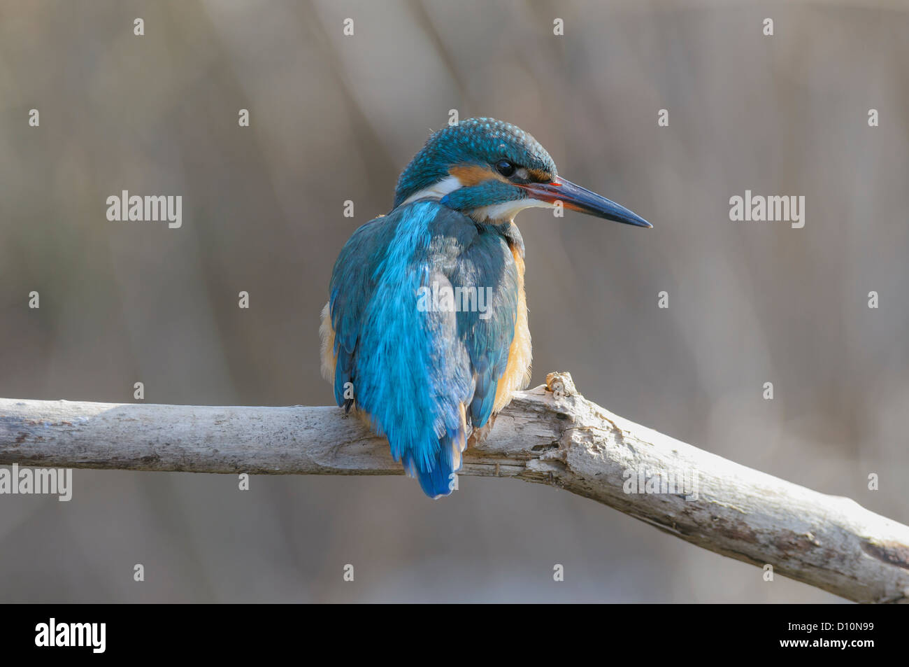 Eisvogel Alcedo Atthis, Eisvogel Stockfoto