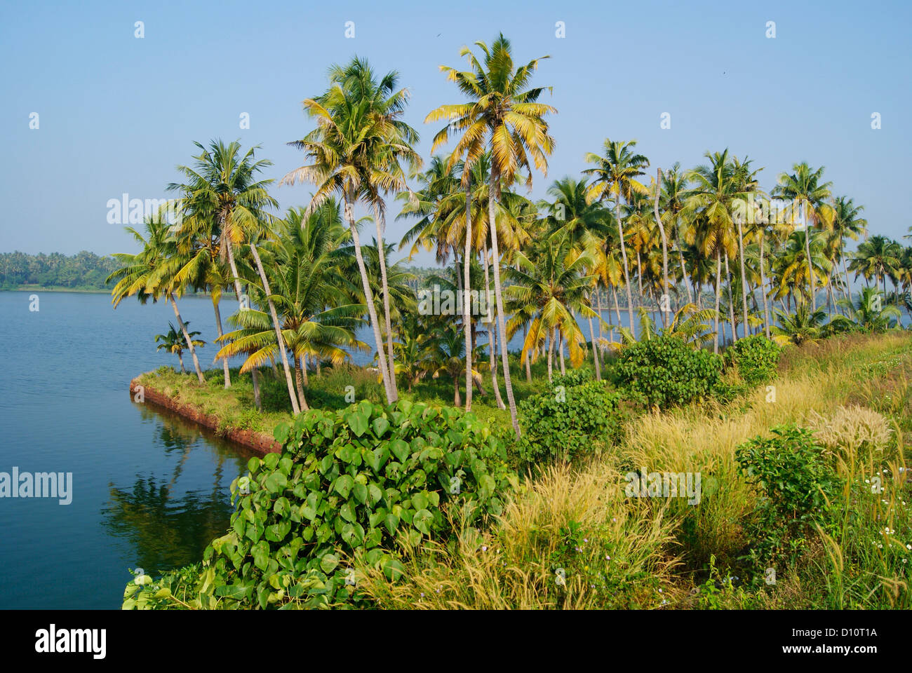 Kerala Backwaters und heitere Indien Landschaftskulisse Ansicht der Kokosnuss Palmen Baum Stockfoto