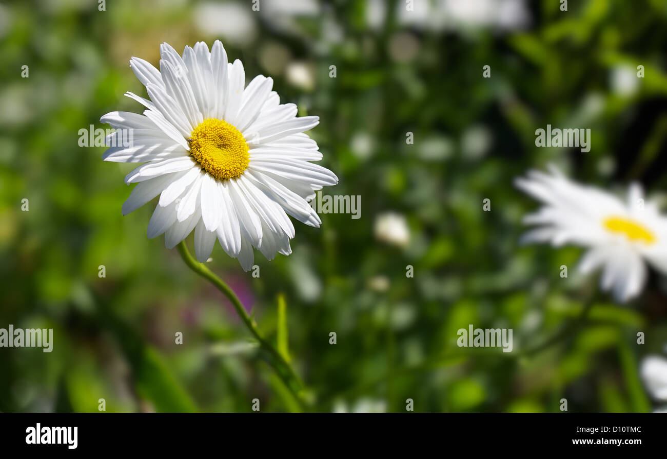 Einzelne Marguerite Daisy Blume vor Weichzeichner grünen Hintergrund und andere Blumen Stockfoto