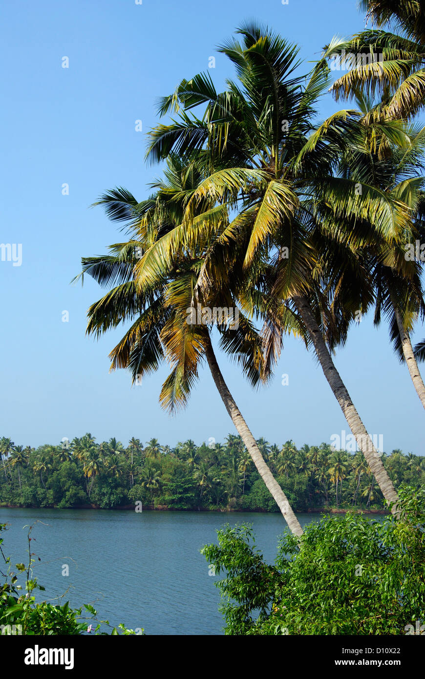 Coconut Palm Bäume Landschaft und Kerala Backwaters Landschaft in Süd-Indien Stockfoto