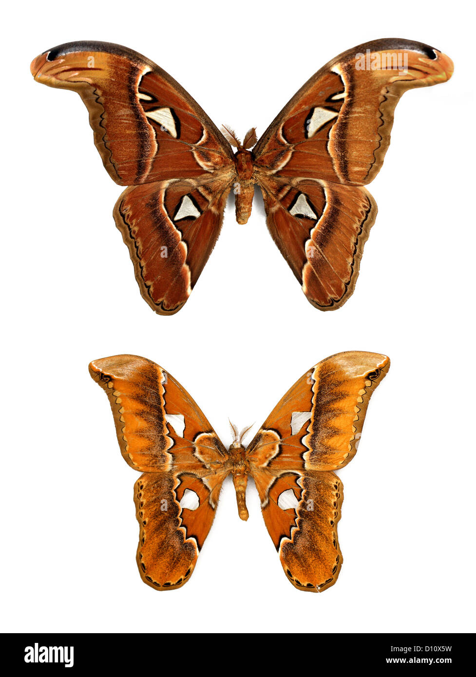 (Oben) Atlas-Motte, Attacus Atlas, Saturniidae. Süd-Ost-Asien.  Orizaba Silkmoth Rothschildia Orizaba Saturniidae. Südamerika Stockfoto