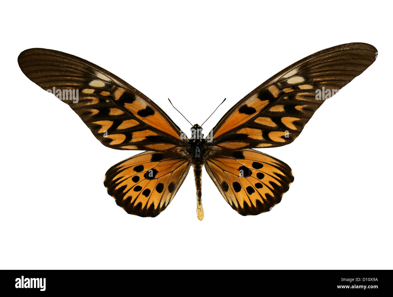 Riesige afrikanische Schwalbenschwanz Schmetterling, Papilio Antimachus, Papilionidae. Afrika. Stockfoto
