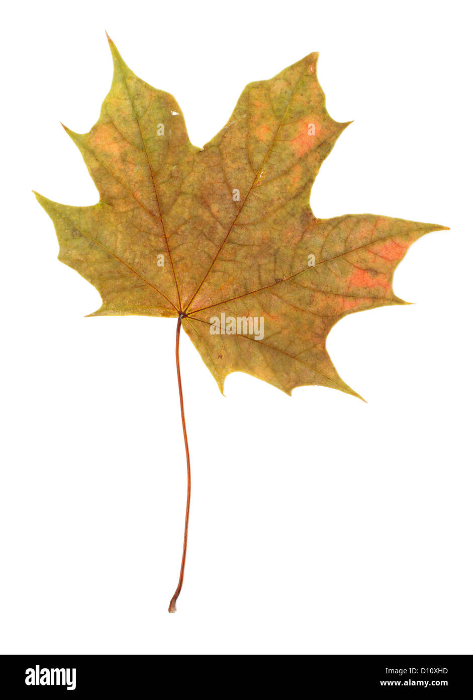 Herbst Ahornblatt Stockfoto