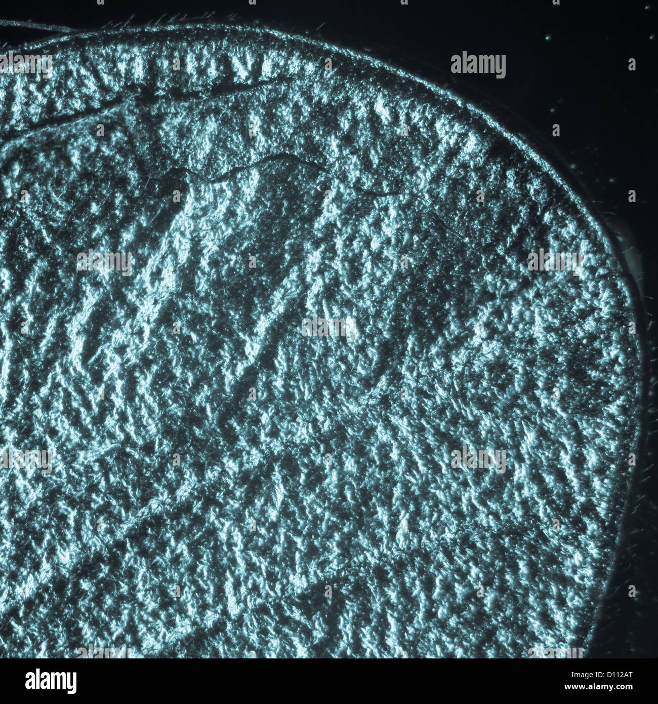 Wissenschaft Schliffbild Insekt Flügel Detail Textur Mikro Stockfoto