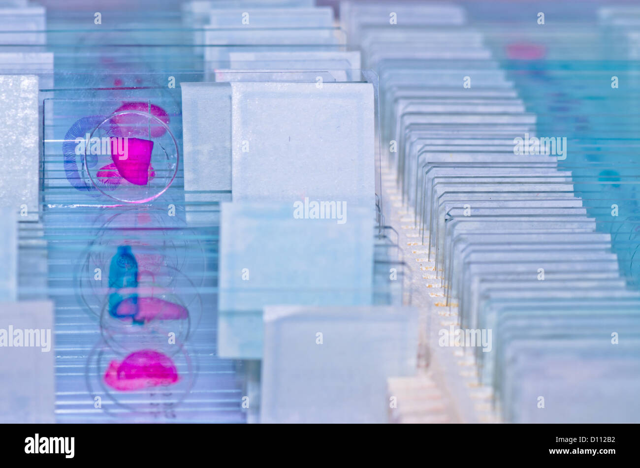 Wissenschaft medizinische Glas-Objektträger mit Probe Stockfoto