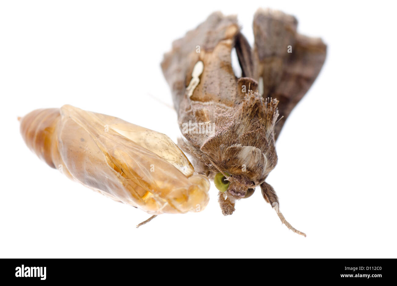 Insekt Schnauze Motte isoliert auf weiss Stockfoto