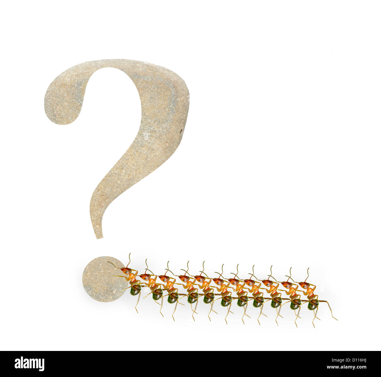 Ameisen und Fragezeichen Makro Stockfoto