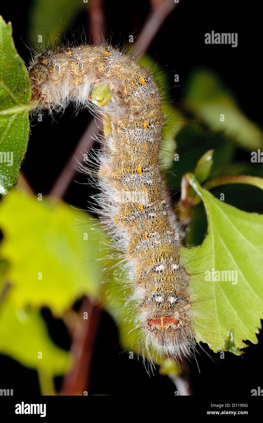 Dezember Motte (Poecilocampa Populi) endgültige Instar Larven ernähren sich von Birke. Powys, Wales. April. Stockfoto