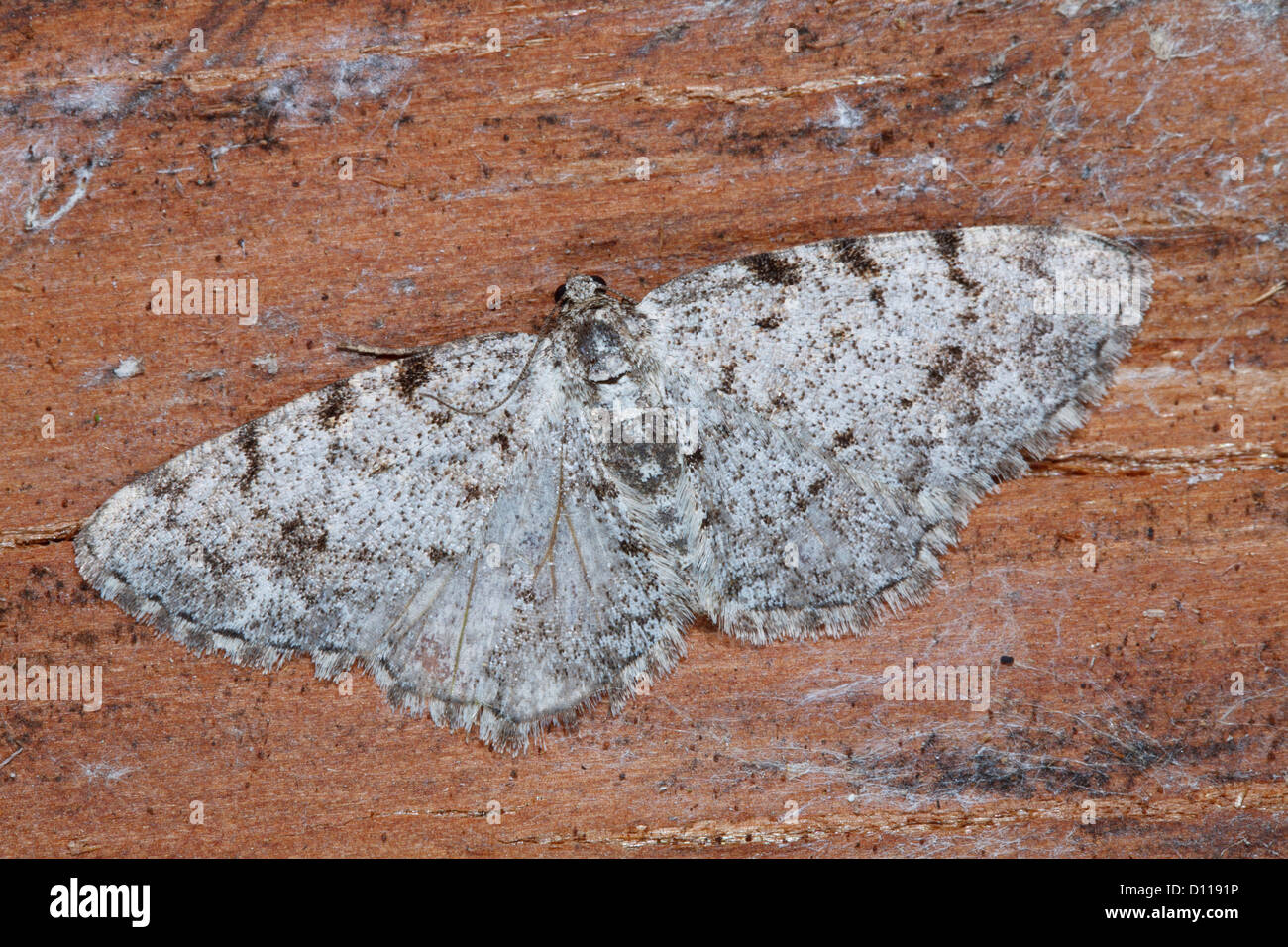 Grau-Birke Motte (Aethalura Punctulata). Powys, Wales. Mai. Stockfoto