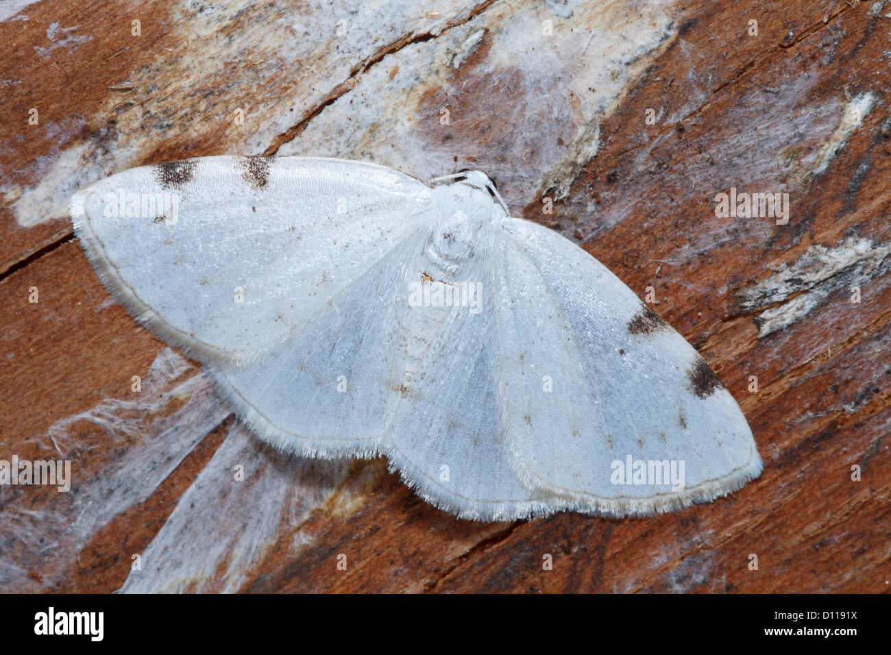 White-Ritzel gefleckte Motte (Lomographa Bimaculata). Powys, Wales. Mai. Stockfoto
