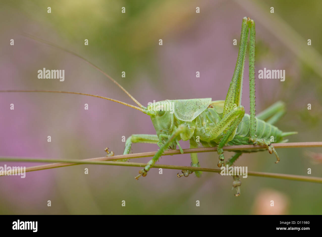 Großen Nymphe große Green Bush Cricket (Tettigonia Viridissima) klettern Vegetation. Auf dem Causse de Gramat, Frankreich. Stockfoto