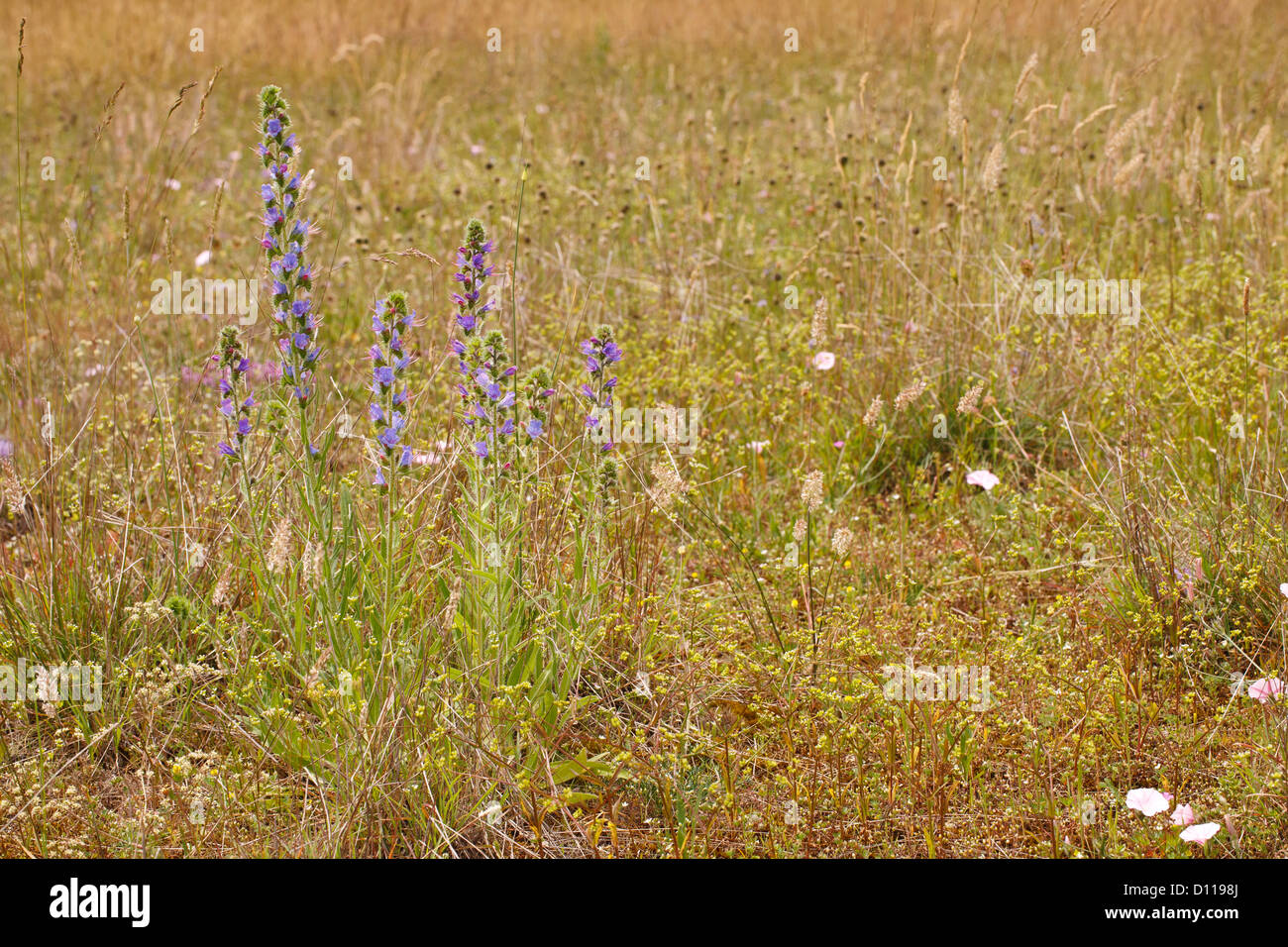 Viper's Bugloss (Echium Vulgare) Blüte. Auf dem Causse de Gramat, viel Region, Frankreich. Juni Stockfoto