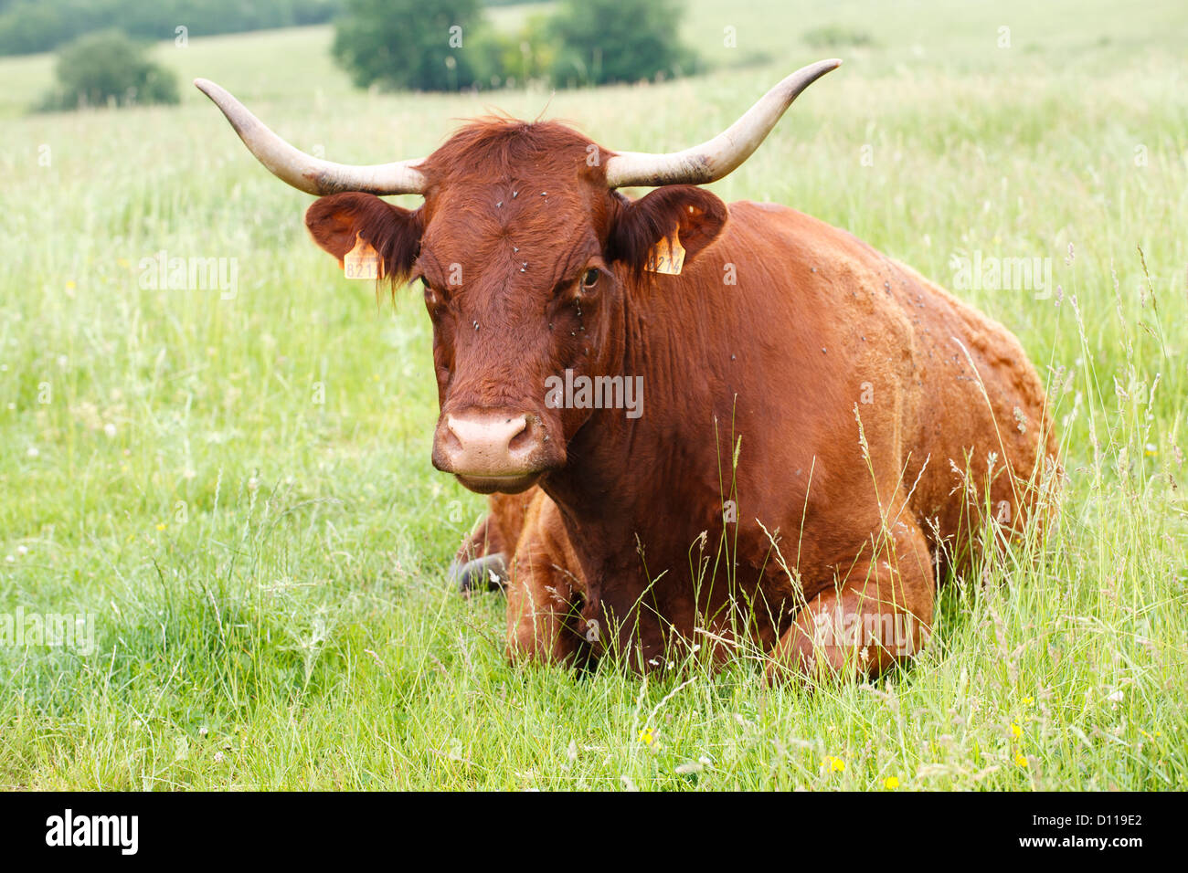 Salers Kuh sitzen. Viele Region, Frankreich. Juni Stockfoto