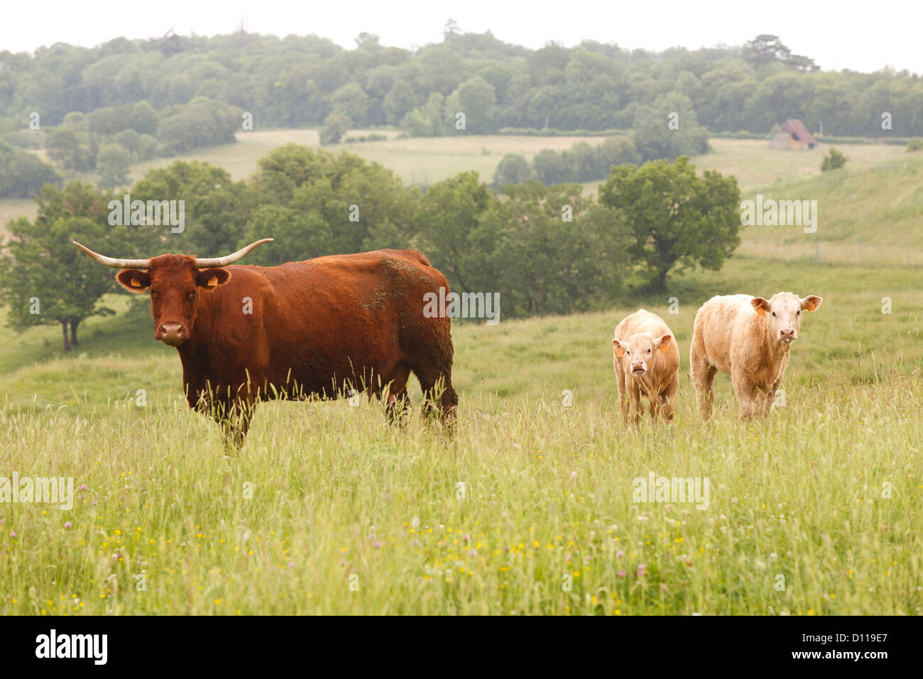 Salers-Kühe und Kälber. Viele Region, Frankreich. Juni Stockfoto