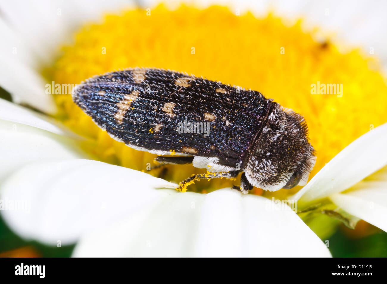 Buprestid Käfer Acmaeodera Degener Erwachsenen Fütterung in einem Ochsen-Auge Daisy Blume. Auf dem Causse de Gramat, viel Region, Frankreich. Juni. Stockfoto