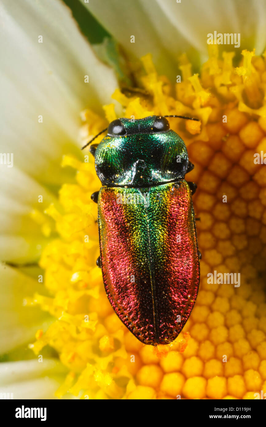 Weibliche Buprestid Käfer Anthaxia Fulgurans Erwachsenen Fütterung in einem Ochsen-Auge Daisy Blume. Auf dem Causse de Gramat, viel Region, Frankreich. Stockfoto