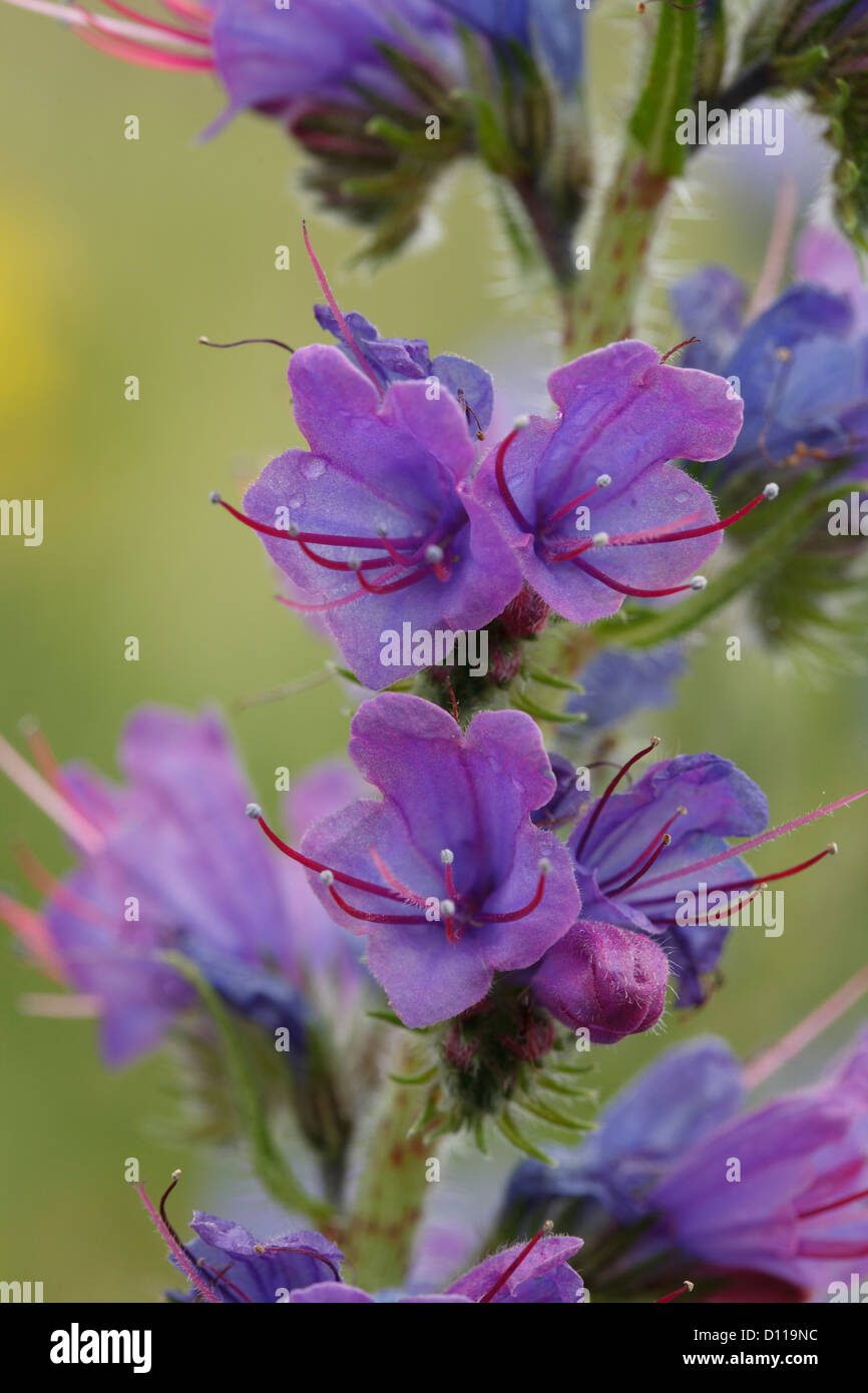 Viper's Bugloss (Echium Vulgare) Blumen. Lozère, Frankreich. Juni. Stockfoto