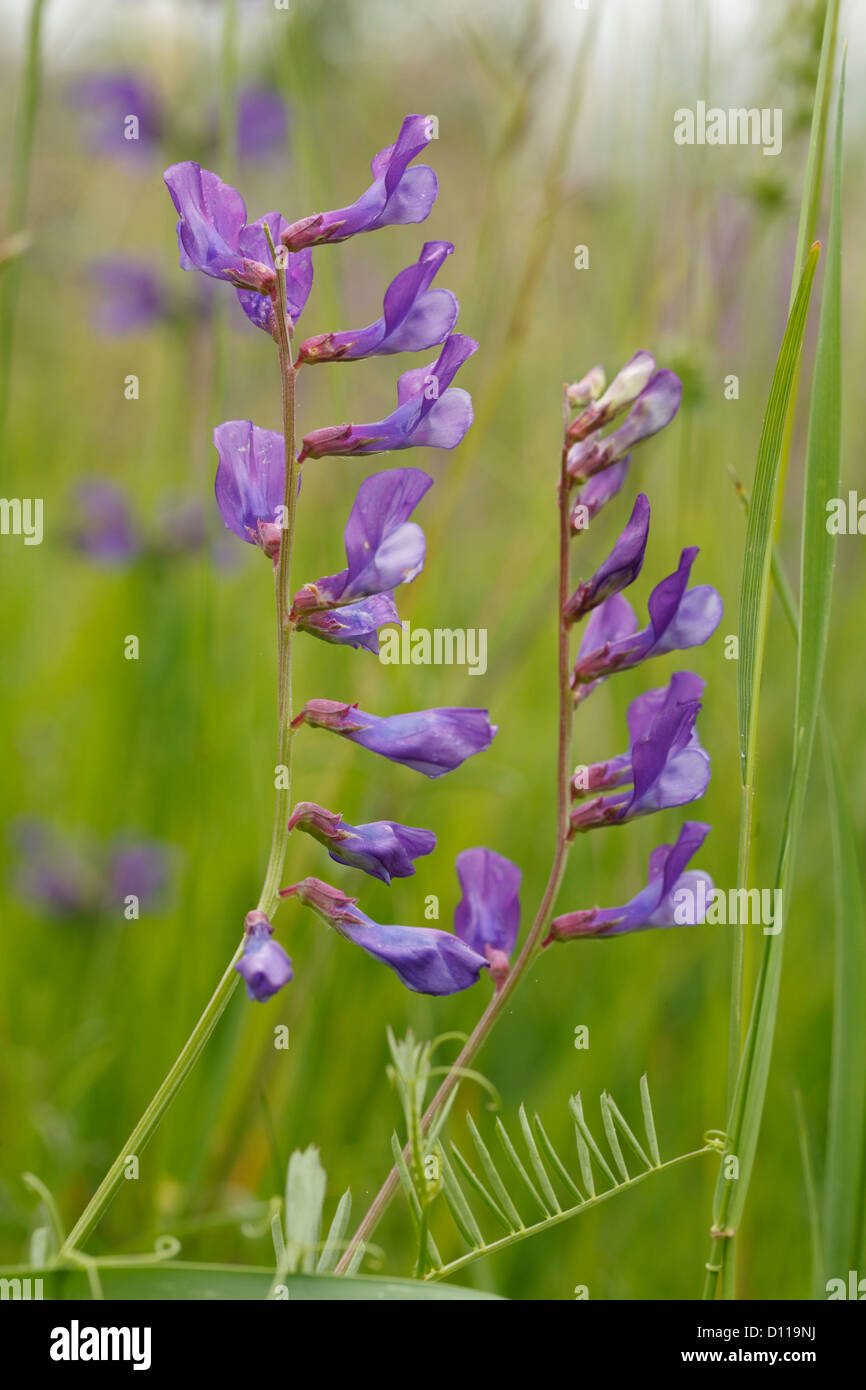 Fein-leaved Wicke (Vicia Tenuifolia) Blüte. Causse méjean, Lozère, Frankreich. Juni. Stockfoto