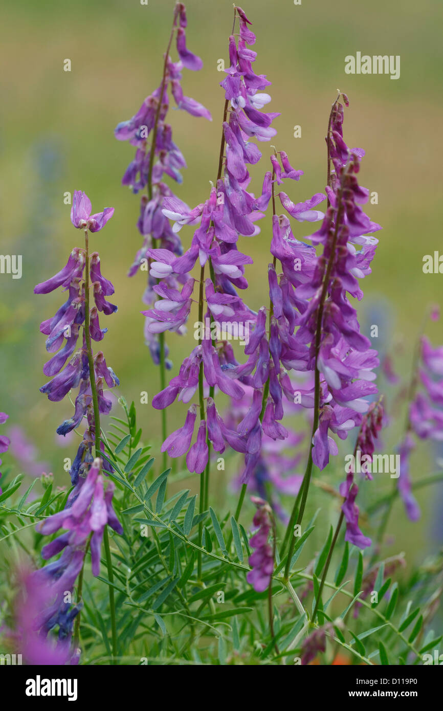Fein-leaved Wicke (Vicia Tenuifolia) Blüte. Causse méjean, Lozère, Frankreich. Juni. Stockfoto