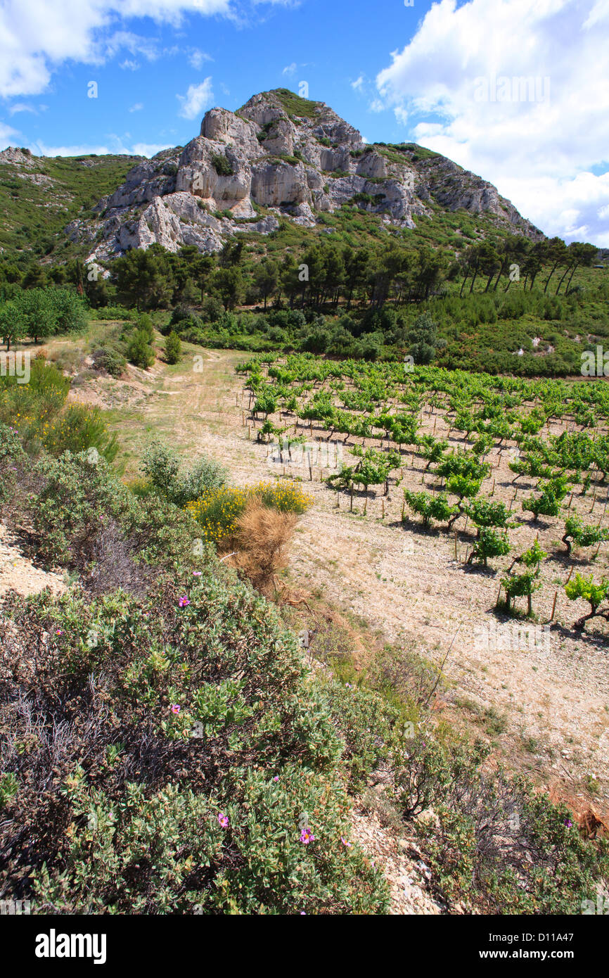 Weinberg und Kalkstein Hügel. Chaîne des Alpilles, Bouches-du-Rhône, Provence, Frankreich. Juni. Stockfoto