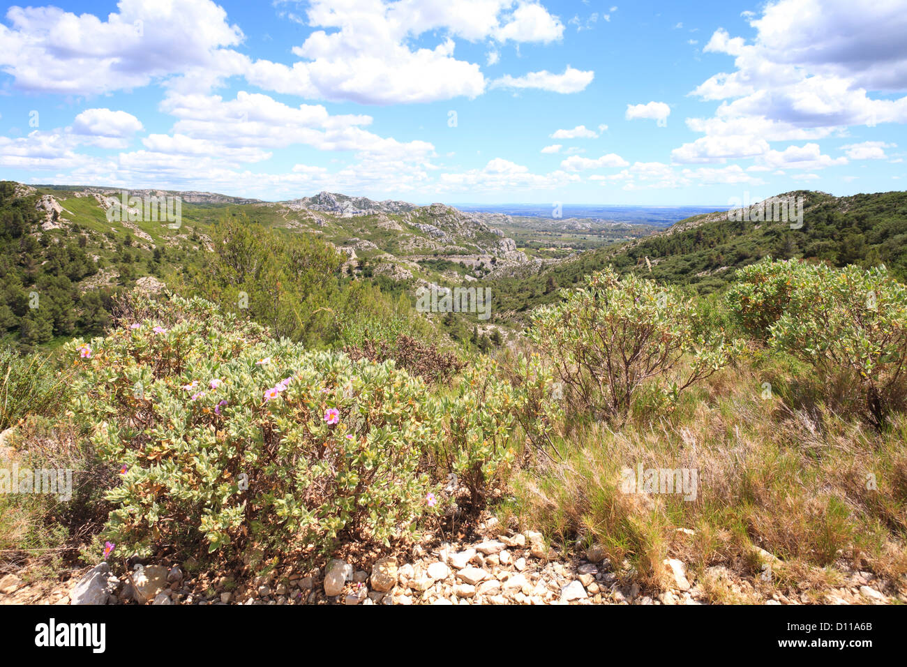 Lebensräume - Kalksteinhügel mit Garrigue und blühenden Zistrosen. Blick in Richtung der Ebene la Crau. Provence, Frankreich. Stockfoto