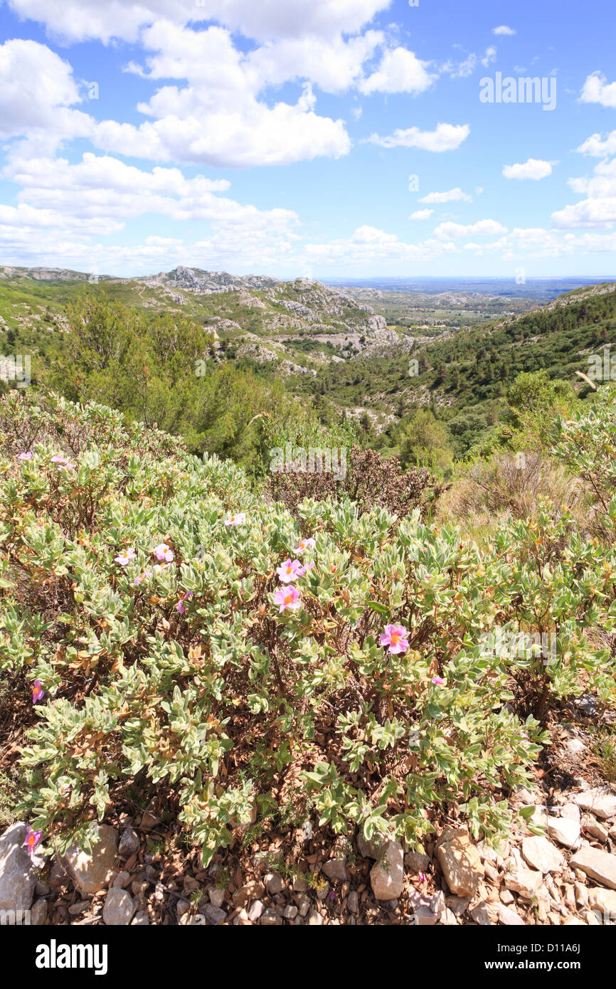 Lebensräume - Kalksteinhügel mit Garrigue und blühenden Zistrosen. Blick in Richtung der Ebene la Crau, Provence, Frankreich. Stockfoto