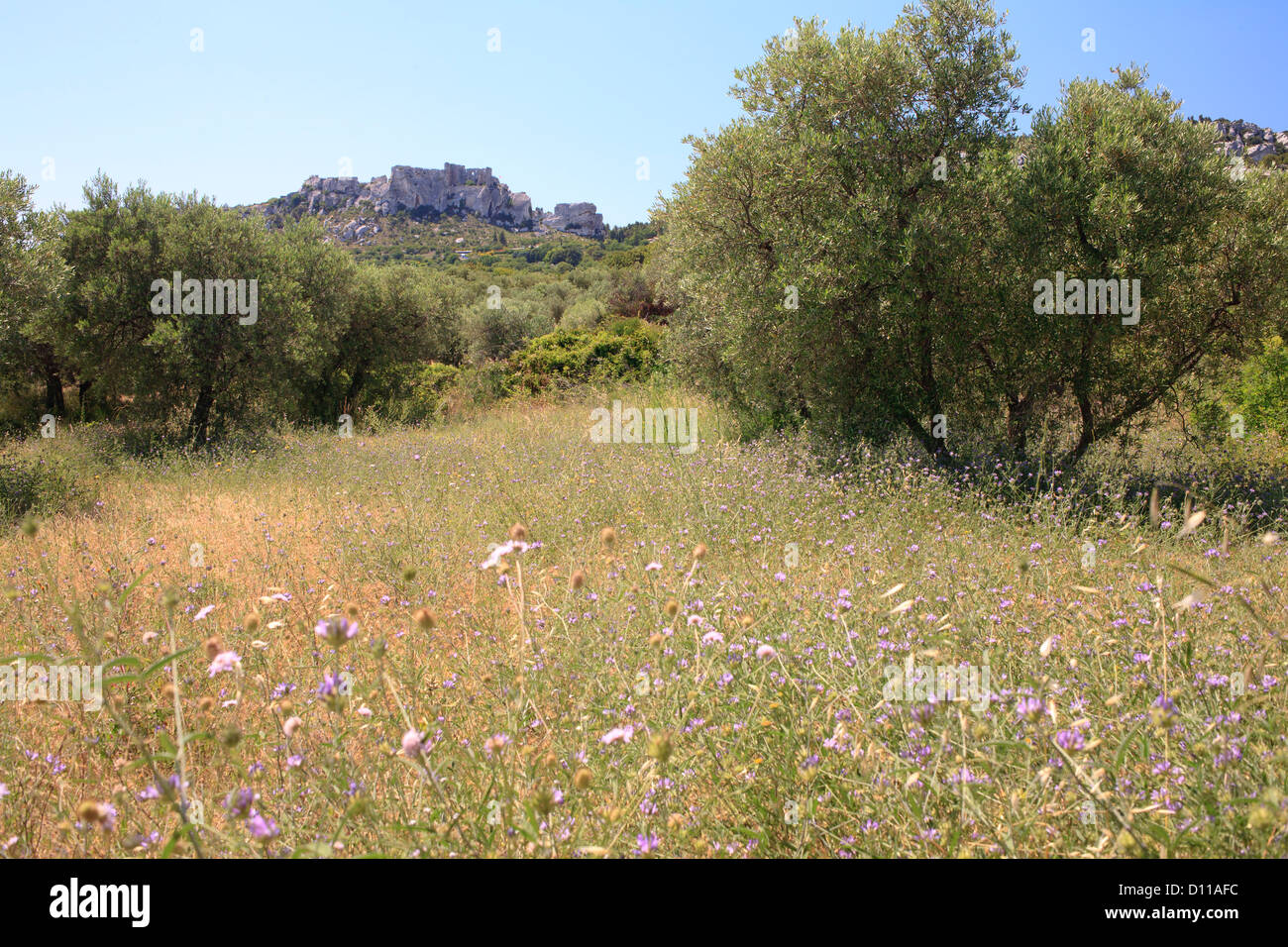 Wildblumen in einem Obstgarten Olive (Olea Europea) unter die Château des Baux, Les Baux-de-Provence, Bouches-du-Rhône, Provenc. Stockfoto