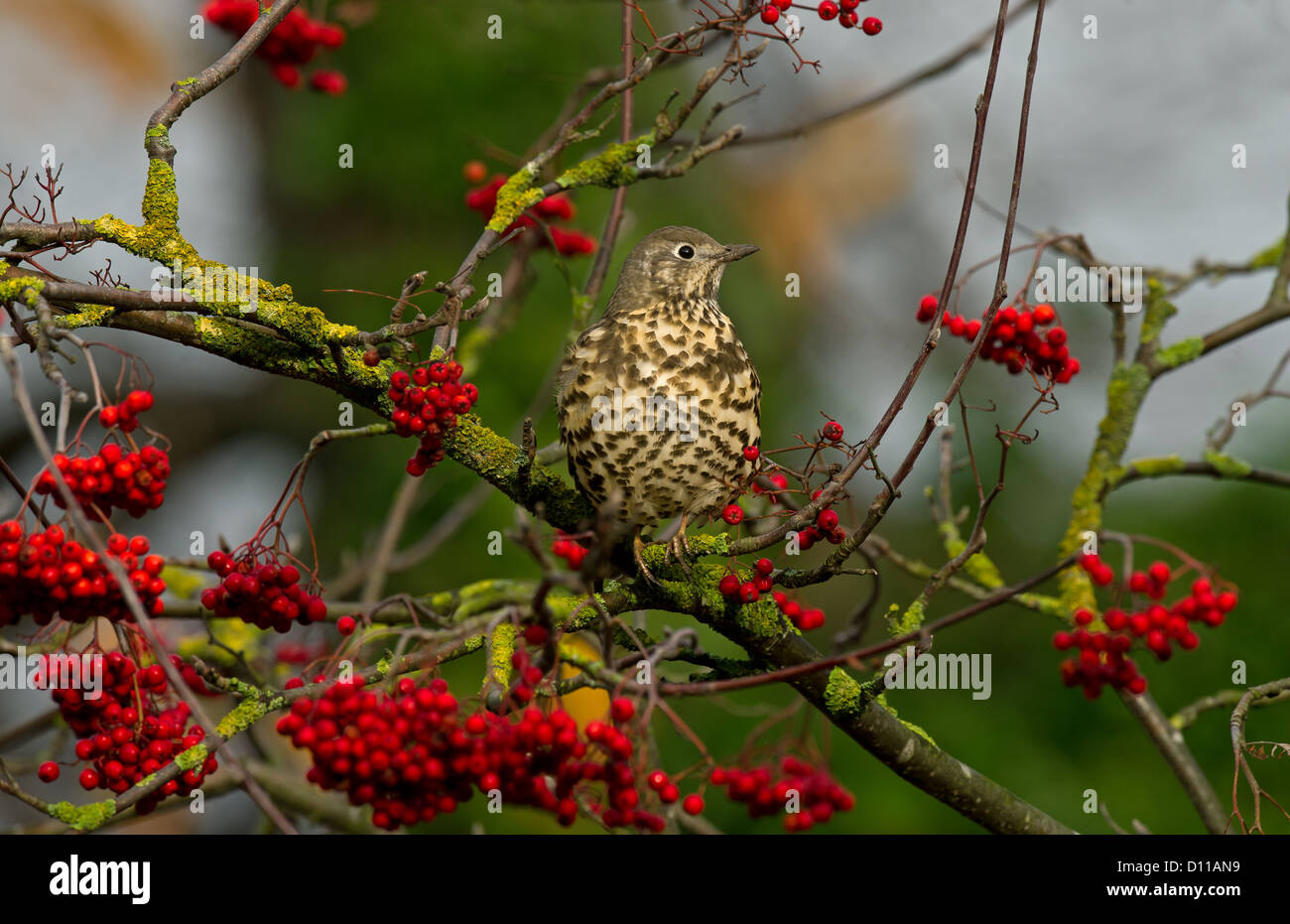 Misteldrossel Soor bei Beere Baum Stockfoto