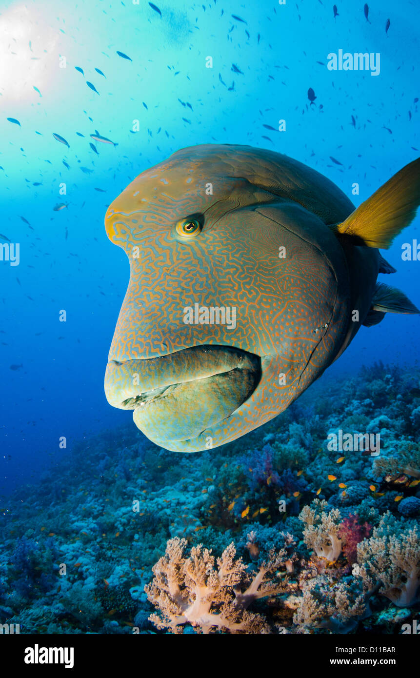 Napoleon Lippfisch, Elphinstone Reef, Marsa Alam, Rotes Meer, Ägypten, Indischer Ozean Stockfoto
