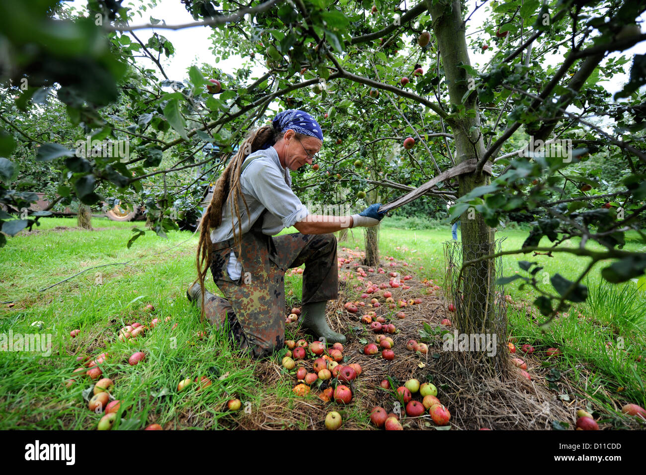 Apfelwein Herstellung in Broome Farm in der Nähe von Ross-on-Wye UK wo gibt es freie Campen und Verkostung zu freiwilligen Apple Picker - ein Landwirt wo Stockfoto