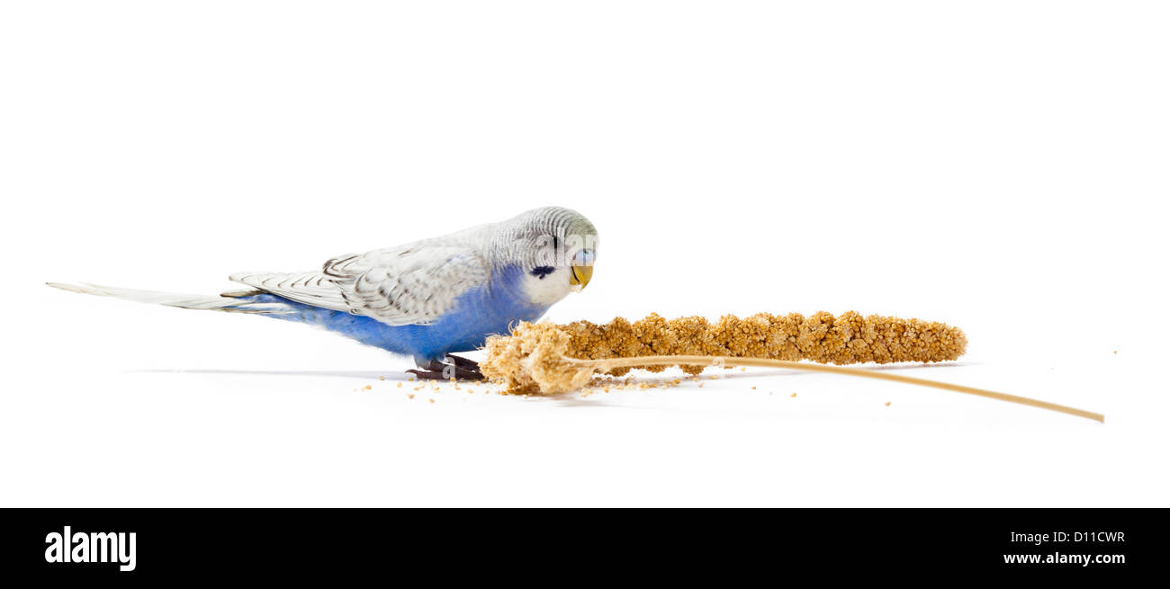 Blauen Sittich Hirse essen Stockfoto