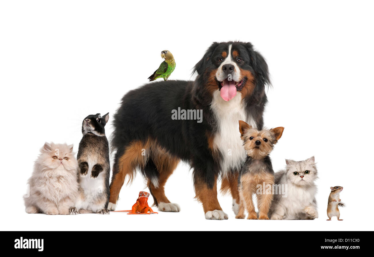 Gruppe von Haus- und Wildtieren vor weißem Hintergrund Stockfoto