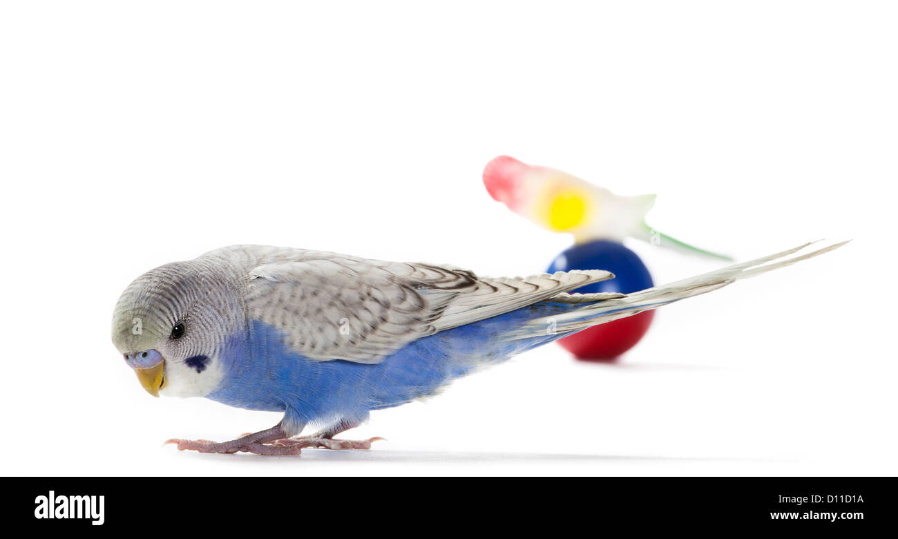 Blauen Sittich mit Spielzeug Stockfoto