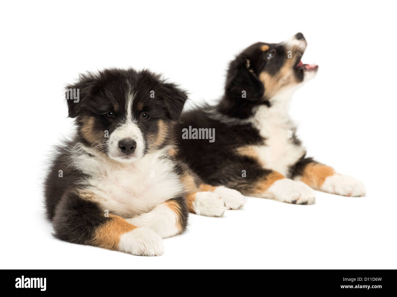 Zwei Australian Shepherd Welpen, 2 Monate alt, liegend und mit Fokus auf Vordergrund vor weißem Hintergrund bellen Stockfoto