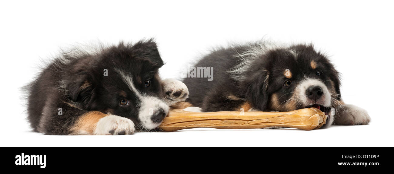 Zwei Australian Shepherd Welpen, 2 Monate alt, Lügen und kauen einen Knöchel Knochen vor weißem Hintergrund Stockfoto